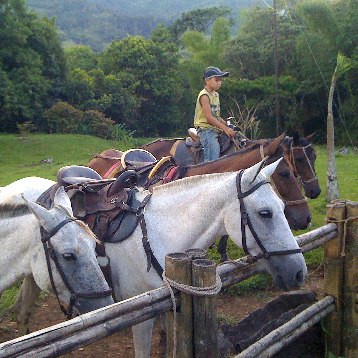 Decaf Ciudad de Flores Colombia