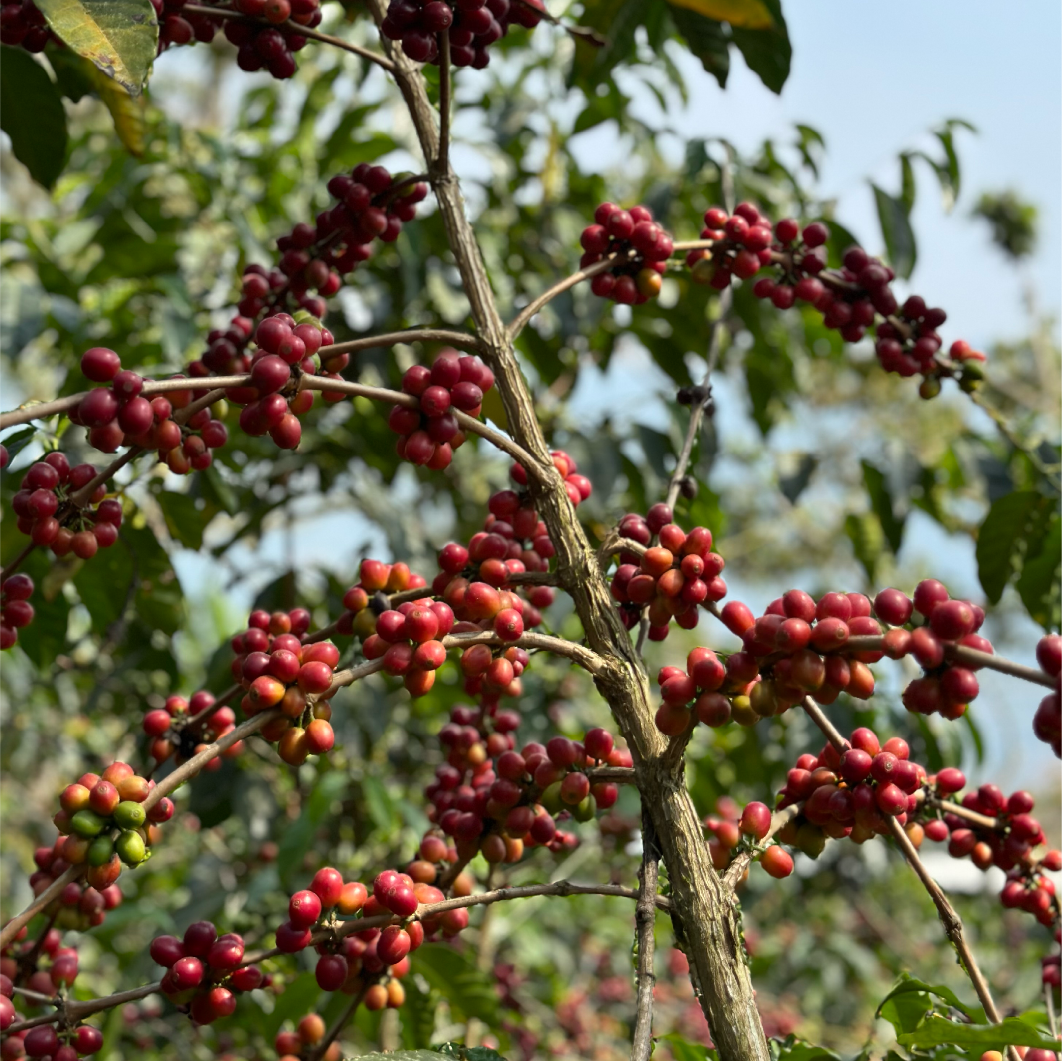 Mexico Eber Olivera Baltazar