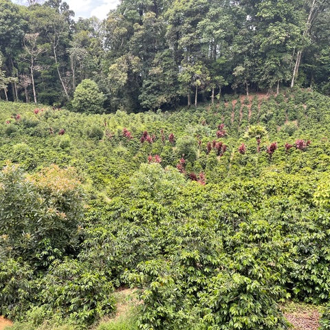 Honduras El Guaco