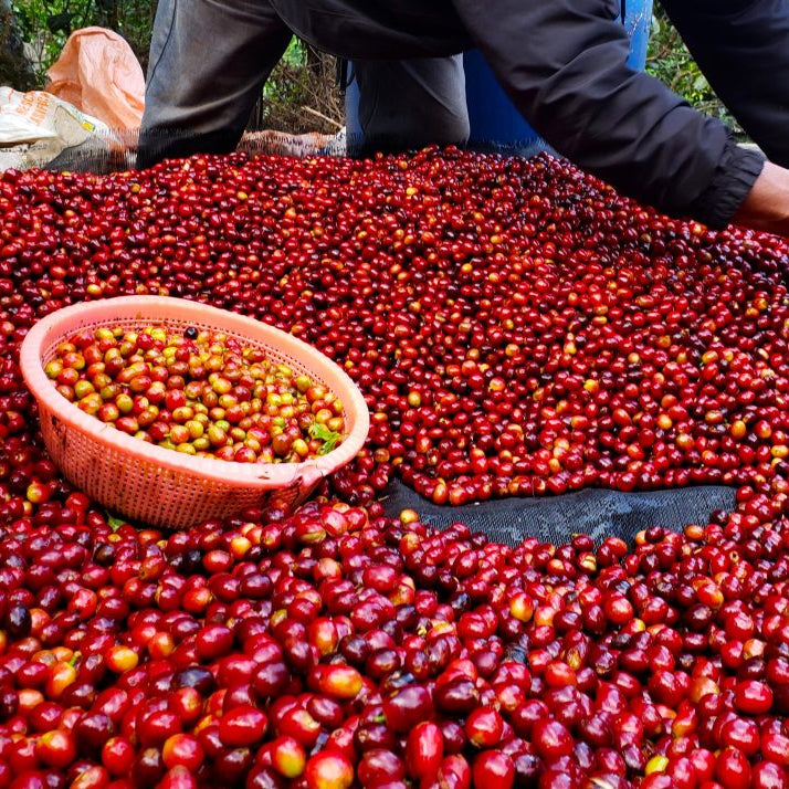 Decaf Altura Mexico