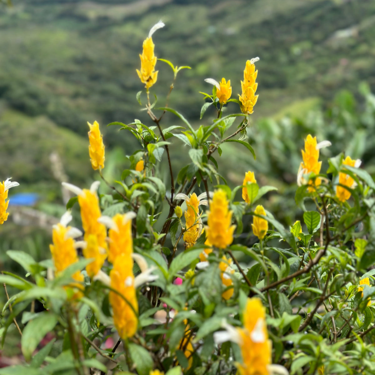 Colombia Amparo Moncayo Botina