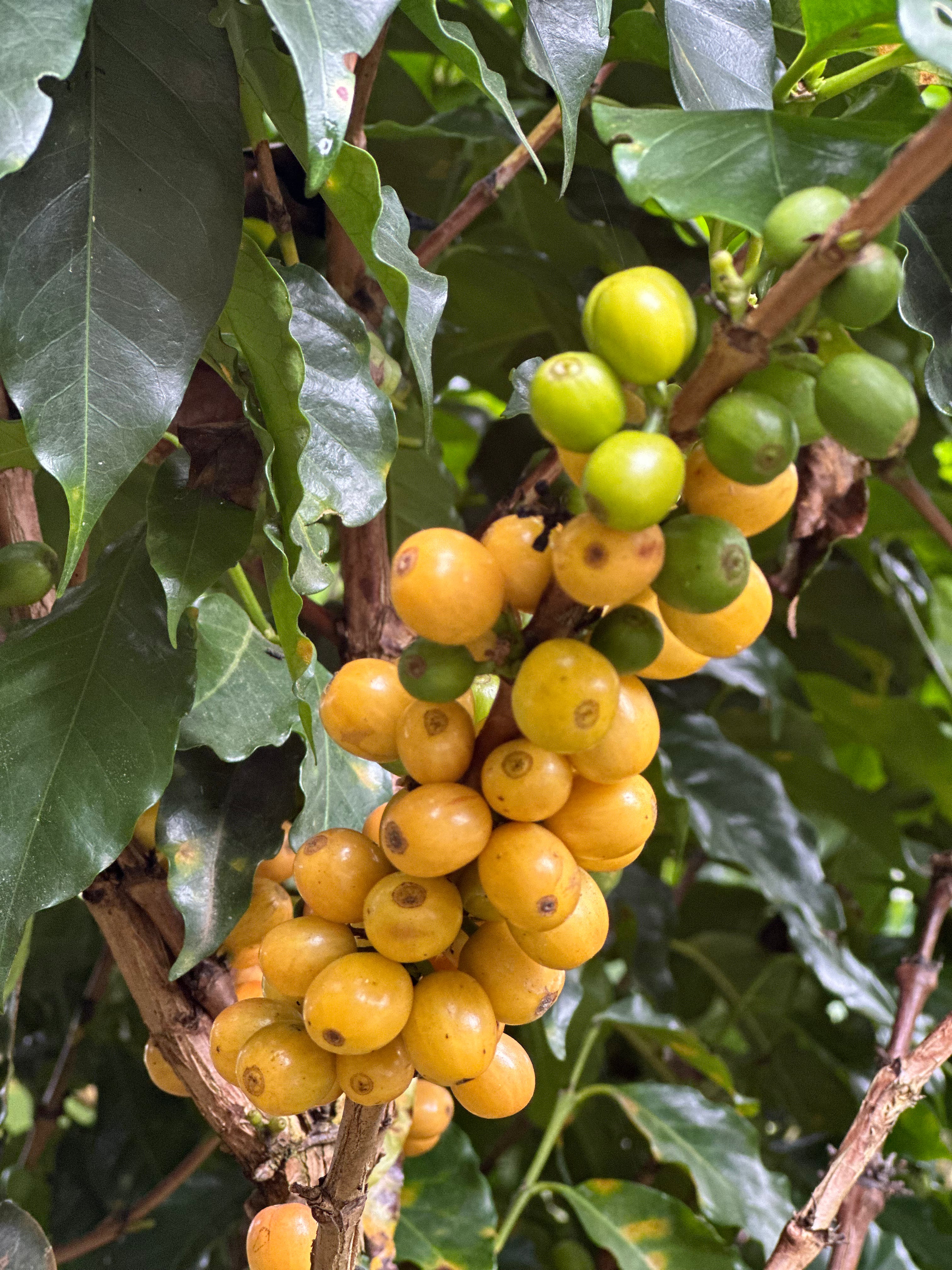 Colombia Amparo Moncayo Botina