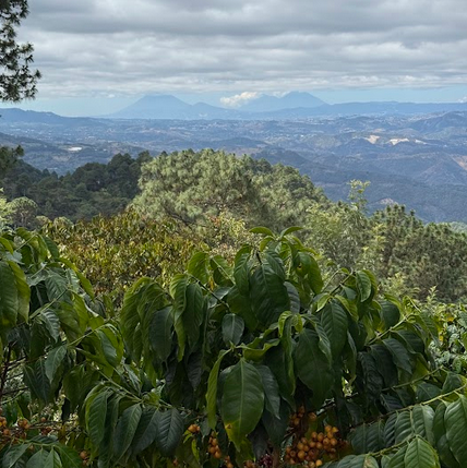 Guatemala Don Higinio Gomez