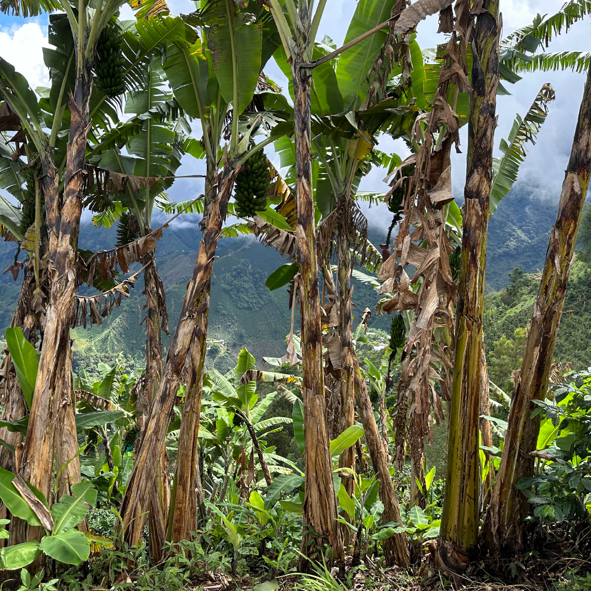 Colombia Carlos Guamanga