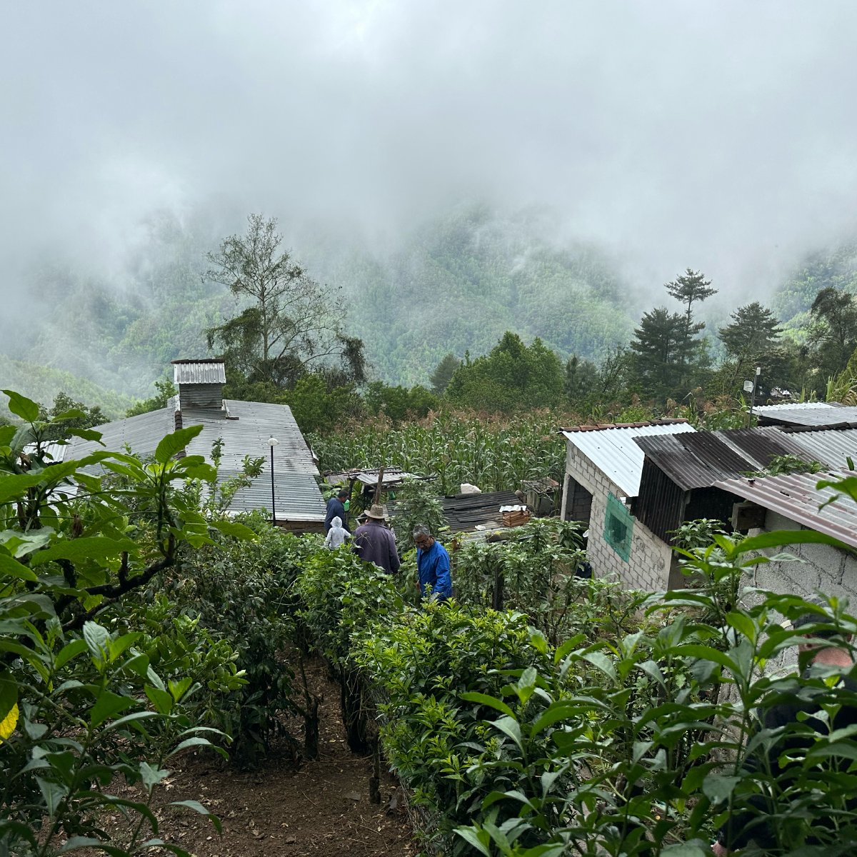 Mexico Talea de Castro (Ext. Fermentation)